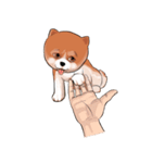 pommy dog（個別スタンプ：10）