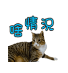 Cute cat routines and daily（個別スタンプ：11）