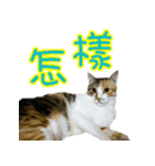 Cute cat routines and daily（個別スタンプ：21）