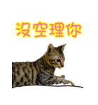 Cute cat routines and daily（個別スタンプ：25）