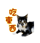Cute cat routines and daily（個別スタンプ：26）