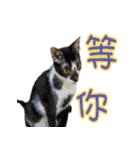 Cute cat routines and daily（個別スタンプ：30）