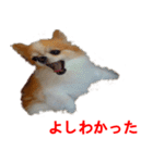 ロン毛 駄チワワ 1（個別スタンプ：1）