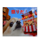 ロン毛 駄チワワ 1（個別スタンプ：3）