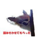 ロン毛 駄チワワ 1（個別スタンプ：6）