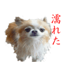 ロン毛 駄チワワ 1（個別スタンプ：8）