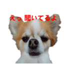 ロン毛 駄チワワ 1（個別スタンプ：12）