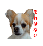 ロン毛 駄チワワ 1（個別スタンプ：13）