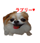 ロン毛 駄チワワ 1（個別スタンプ：17）