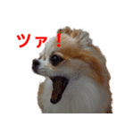 ロン毛 駄チワワ 1（個別スタンプ：18）