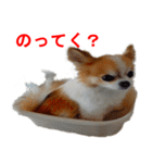 ロン毛 駄チワワ 1（個別スタンプ：20）