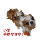 ロン毛 駄チワワ 1（個別スタンプ：21）