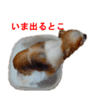 ロン毛 駄チワワ 1（個別スタンプ：22）