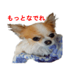 ロン毛 駄チワワ 1（個別スタンプ：24）