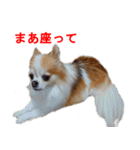 ロン毛 駄チワワ 1（個別スタンプ：26）