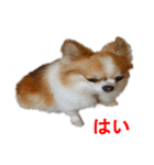 ロン毛 駄チワワ 1（個別スタンプ：29）