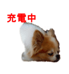 ロン毛 駄チワワ 1（個別スタンプ：30）