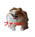 ロン毛 駄チワワ 1（個別スタンプ：32）