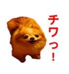 ロン毛 駄チワワ 1（個別スタンプ：34）