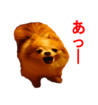 ロン毛 駄チワワ 1（個別スタンプ：35）