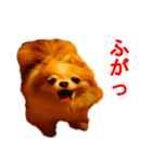 ロン毛 駄チワワ 1（個別スタンプ：36）