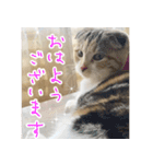 三毛猫ももちゃん7 ちょっと大人な挨拶編（個別スタンプ：1）