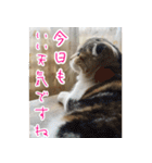 三毛猫ももちゃん7 ちょっと大人な挨拶編（個別スタンプ：2）