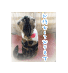 三毛猫ももちゃん7 ちょっと大人な挨拶編（個別スタンプ：6）