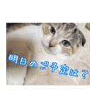 三毛猫ももちゃん7 ちょっと大人な挨拶編（個別スタンプ：8）