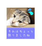 三毛猫ももちゃん7 ちょっと大人な挨拶編（個別スタンプ：10）