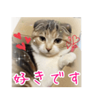 三毛猫ももちゃん7 ちょっと大人な挨拶編（個別スタンプ：13）