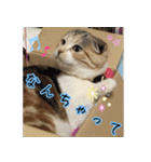 三毛猫ももちゃん7 ちょっと大人な挨拶編（個別スタンプ：15）