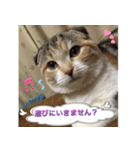 三毛猫ももちゃん7 ちょっと大人な挨拶編（個別スタンプ：17）