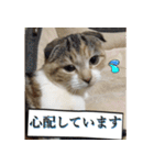 三毛猫ももちゃん7 ちょっと大人な挨拶編（個別スタンプ：18）