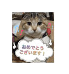 三毛猫ももちゃん7 ちょっと大人な挨拶編（個別スタンプ：22）