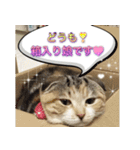 三毛猫ももちゃん7 ちょっと大人な挨拶編（個別スタンプ：23）