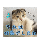 三毛猫ももちゃん7 ちょっと大人な挨拶編（個別スタンプ：29）