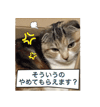 三毛猫ももちゃん7 ちょっと大人な挨拶編（個別スタンプ：31）