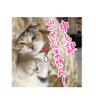 三毛猫ももちゃん7 ちょっと大人な挨拶編（個別スタンプ：32）