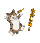 ねこぢるし2 お仕事それぞれ（個別スタンプ：15）