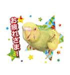 インコ100%（個別スタンプ：1）