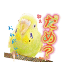 インコ100%（個別スタンプ：3）