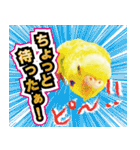 インコ100%（個別スタンプ：4）