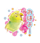 インコ100%（個別スタンプ：5）