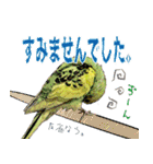 インコ100%（個別スタンプ：9）