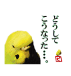 インコ100%（個別スタンプ：18）