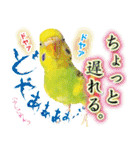 インコ100%（個別スタンプ：28）