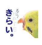 インコ100%（個別スタンプ：39）