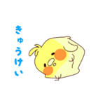 しかくいオカメインコ（個別スタンプ：16）