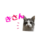 癒し猫**実写**博多弁Ver（個別スタンプ：12）